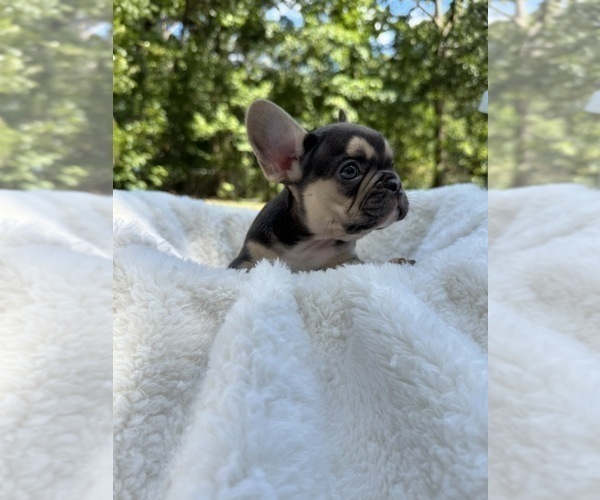 Medium Photo #11 French Bulldog Puppy For Sale in GREENVILLE, SC, USA