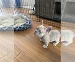 Small #3 French Bulldog