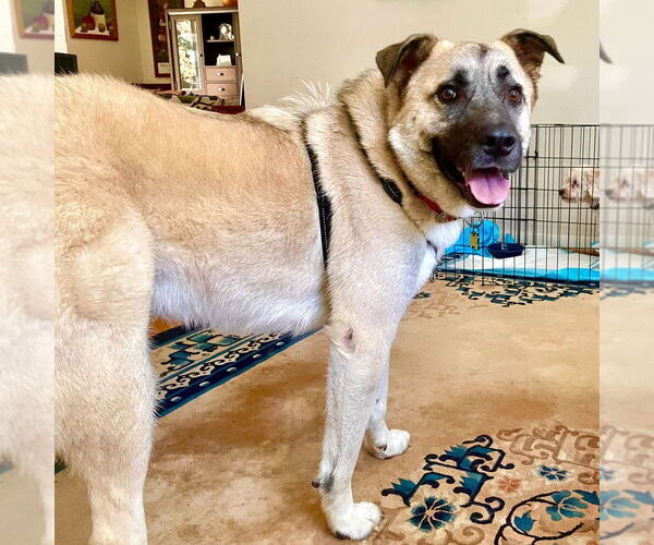 Medium Photo #3 Anatolian Shepherd-Unknown Mix Puppy For Sale in Greenbelt, MD, USA