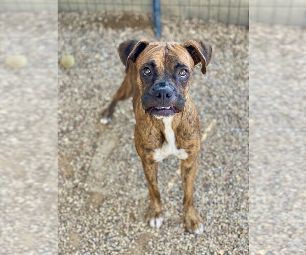 Medium Photo #7 Boxer Puppy For Sale in Austin, TX, USA