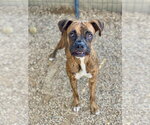 Small #6 Boxer