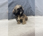 Small Photo #11 Shih Tzu Puppy For Sale in SAINT AUGUSTINE, FL, USA