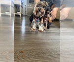 Small #5 Yorkshire Terrier