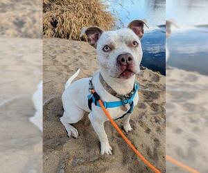 American Bulldog Dogs for adoption in Brighton, CO, USA