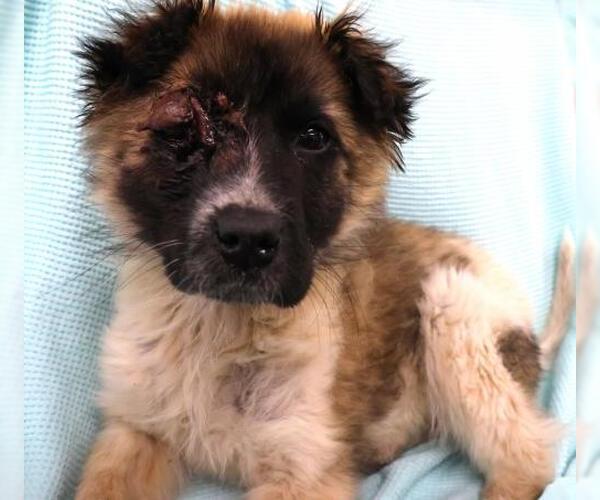 Medium Photo #1 Mutt Puppy For Sale in Thief River Falls, MN, USA