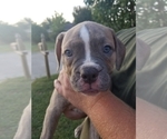 Small Photo #3 American Bulldog Puppy For Sale in NEVADA, TX, USA