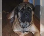 Small #1 Mastiff