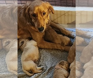 Mother of the Golden Retriever puppies born on 09/25/2023