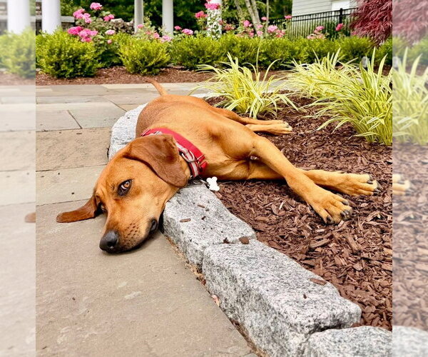 Medium Photo #13 Coonhound-Unknown Mix Puppy For Sale in Canton, CT, USA
