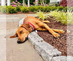 Small #12 Coonhound Mix