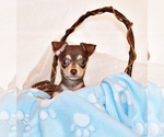 Puppy Gossett Chihuahua