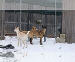 Small #19 Saluki-Whippet Mix