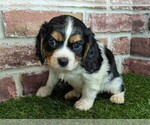 Small #3 Cavalier King Charles Spaniel