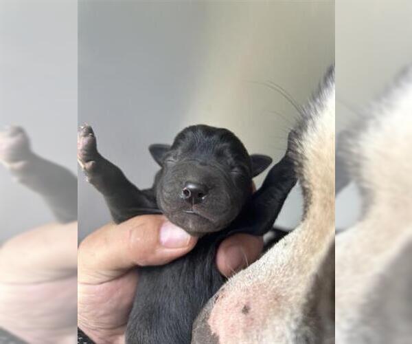 Medium Photo #1 American Pit Bull Terrier-Unknown Mix Puppy For Sale in Houston, TX, USA