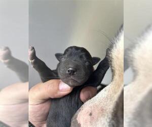 American Pit Bull Terrier-Unknown Mix Dogs for adoption in Houston, TX, USA
