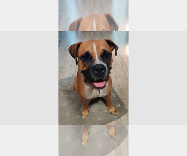 Medium Photo #1 Boxer Puppy For Sale in Austin, TX, USA