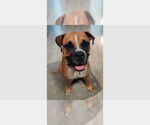 Small Boxer