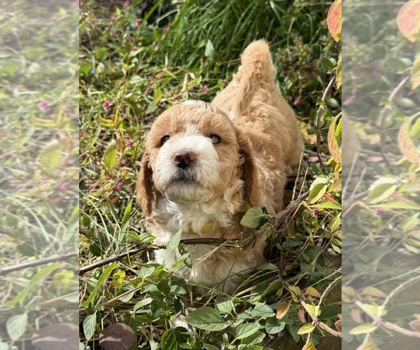 Medium Photo #2 Goldendoodle (Miniature) Puppy For Sale in CARNEGIE, PA, USA
