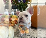 Puppy Puppy 3 French Bulldog