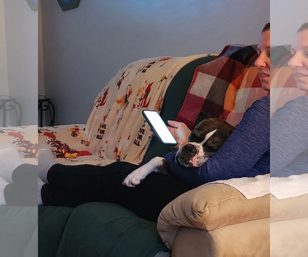 Medium Photo #3 Boxer Puppy For Sale in Burnsville, MN, USA