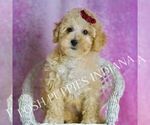 Small Photo #58 Maltipoo (Miniature) Puppy For Sale in WARSAW, IN, USA