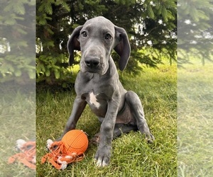 Great Dane Puppy for sale in MIDDLEBURY, IN, USA