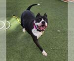 *WAVY - Female Mutt Dog for Adoption - Small photo