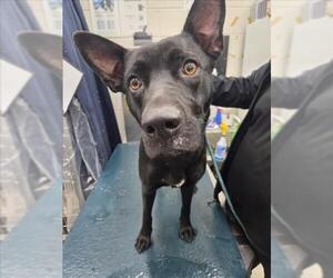 Labrador Retriever-Unknown Mix Dogs for adoption in Mobile, AL, USA