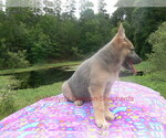 Small #9 German Shepherd Dog