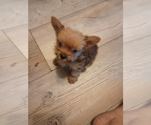 Medium Yorkshire Terrier