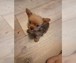 Puppy Puppy 2 Yorkshire Terrier