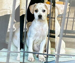Jack Chi Dogs for adoption in Okolona, MS, USA
