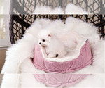 Small Photo #2 Pomeranian Puppy For Sale in FULLERTON, CA, USA