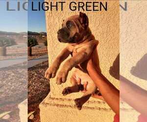 Cane Corso Puppy for sale in APPLE VALLEY, CA, USA