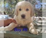 Puppy Puppy 8 Anatolian Shepherd-Kangal Dog Mix
