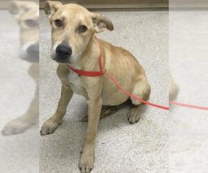German Shepherd Dog Dogs for adoption in Riverside, CA, USA
