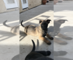 Small Photo #1 Belgian Malinois Puppy For Sale in OXNARD, CA, USA