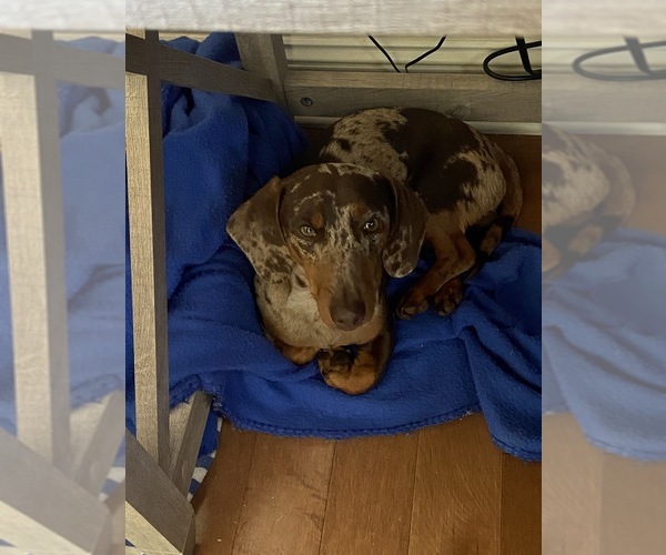 Medium Photo #1 Dachshund Puppy For Sale in HICKORY, NC, USA