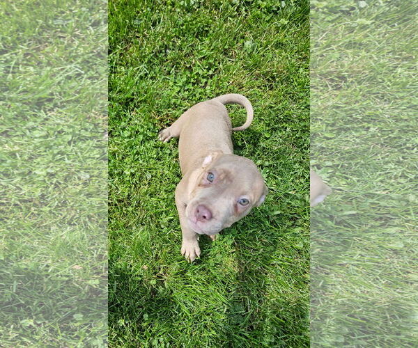 Medium Photo #4 American Pit Bull Terrier Puppy For Sale in Belleville, MI, USA