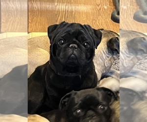 Father of the Pug puppies born on 03/21/2025