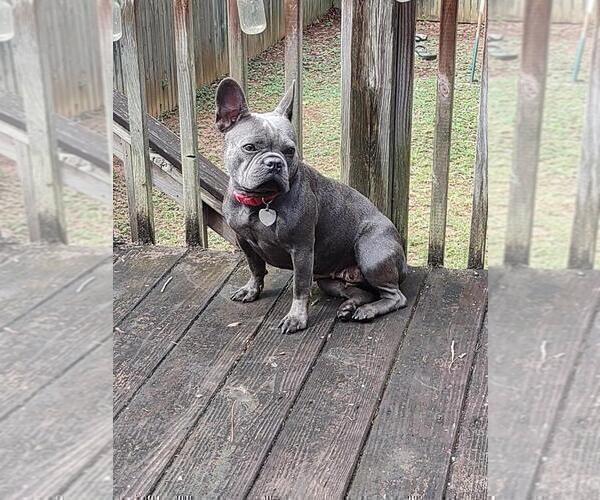 Medium Photo #1 French Bulldog Puppy For Sale in LITHONIA, GA, USA