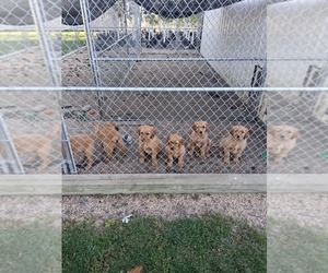 Golden Retriever Puppy for Sale in PIPESTONE, Minnesota USA