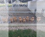 Small Golden Retriever