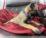 Small Photo #99 Belgian Malinois Puppy For Sale in REESEVILLE, WI, USA