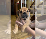 Small #4 English Bulldog