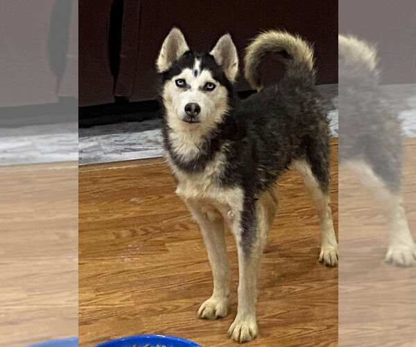 Medium Photo #2 Gerberian Shepsky Puppy For Sale in Aurora, IN, USA