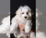 Small Photo #6 Maltese Puppy For Sale in WOODSTOCK, CT, USA