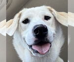 Small #13 Great Pyrenees Mix