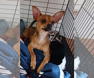 Chiweenie Dogs for adoption in Princeton, MN, USA