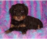 chocolate phan - Female Miniature Labradoodle Puppy for Sale - Small photo